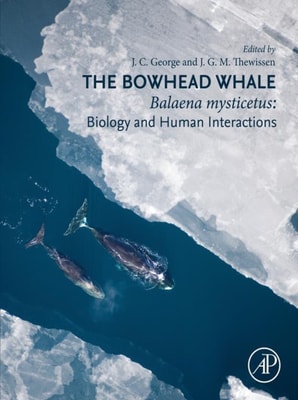 Bowhead Whale