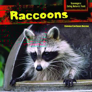Raccoons