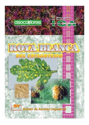 Roya blanca del crisantemo