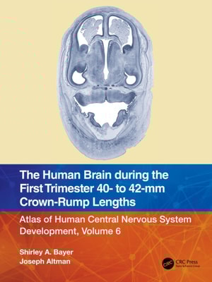 Human Brain during the First Trimester 40- to 42-mm Crown-Rump Lengths
