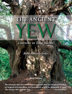 Ancient Yew