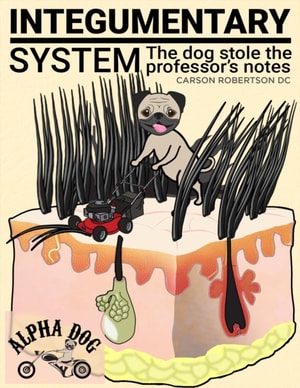 Integumentary System - Quick Review Notes Chapter 5