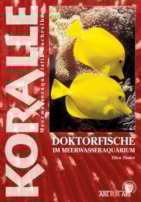 Doktorfische im Meerwasseraquarium