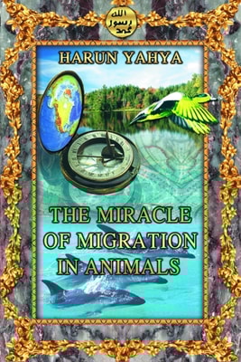 Miracle of Migration in Animals