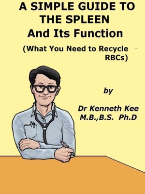 Simple Guide to The Spleen And Its Function (What You Need To Recycle RBCs)