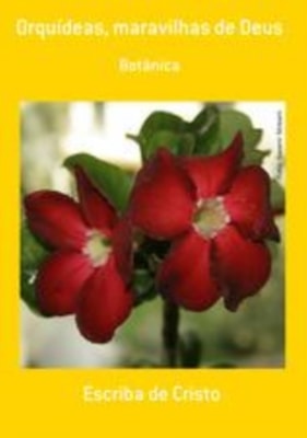 ORQUÍDEAS, MARAVILHAS DE DEUS