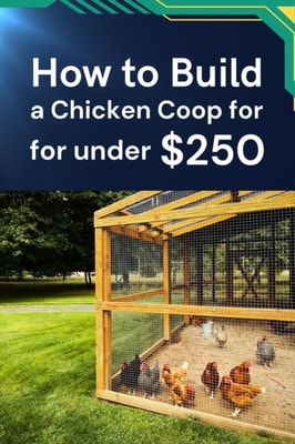 How to Build a Chicken Coop for under $250