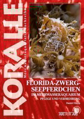 Florida-Zwergseepferdchen im Meerwasseraquarium