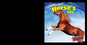 Horse's Life