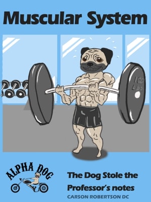 Muscular System - The Dog Stole the Professor's Notes