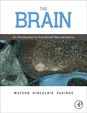 Brain