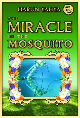 Miracle in the Masquito