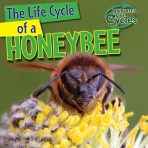 Life Cycle of a Honeybee