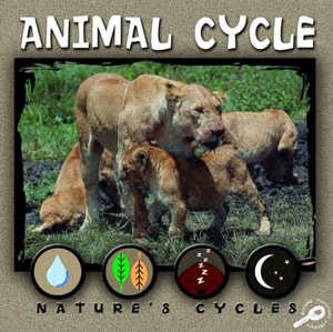 Animal Cycle