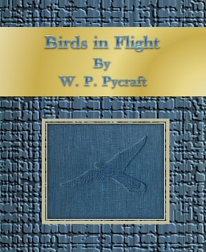 Birds in Flight