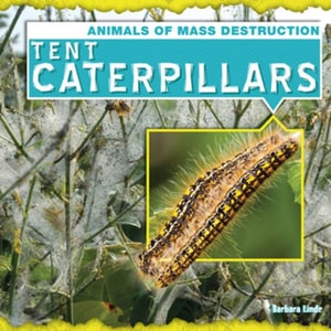 Tent Caterpillars