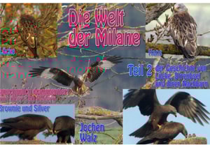 Die Welt der Milane Teil 2