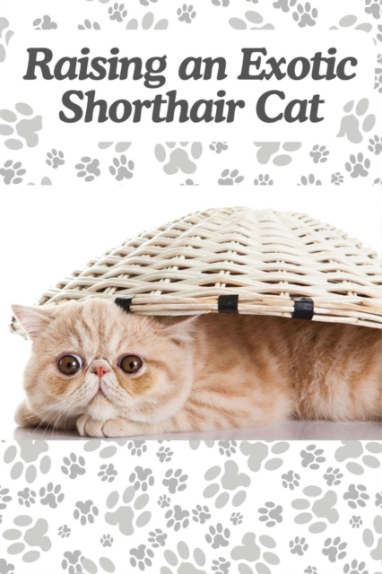 Raising an Exotic Shorthair Cat