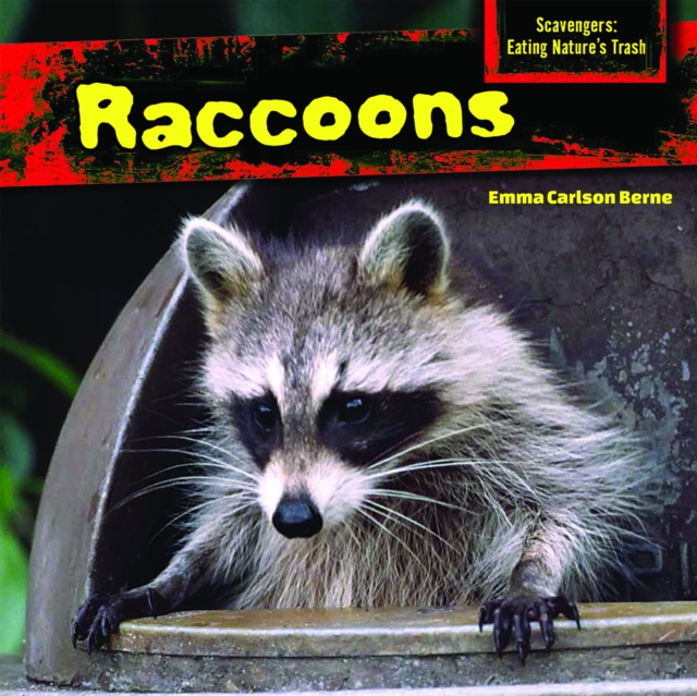 Raccoons