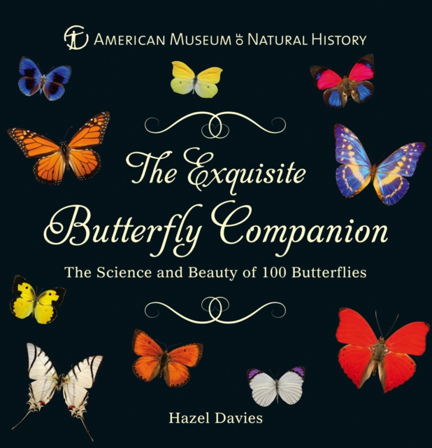 Exquisite Butterfly Companion