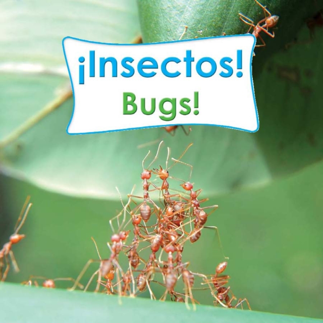 Insectos!