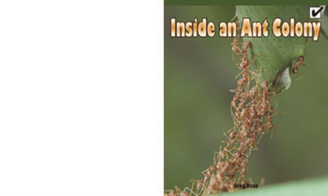 Inside an Ant Colony