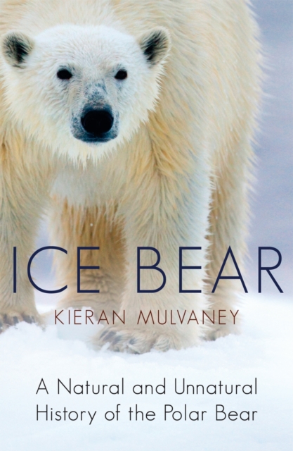 Ice Bear
