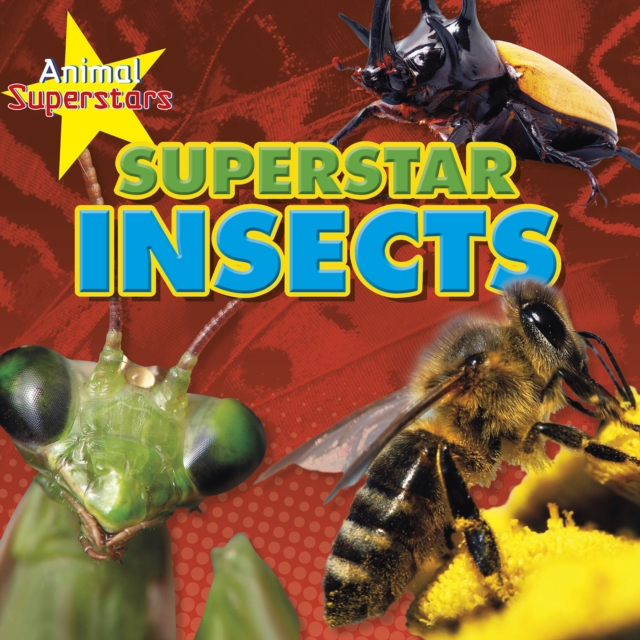 Insect Superstars