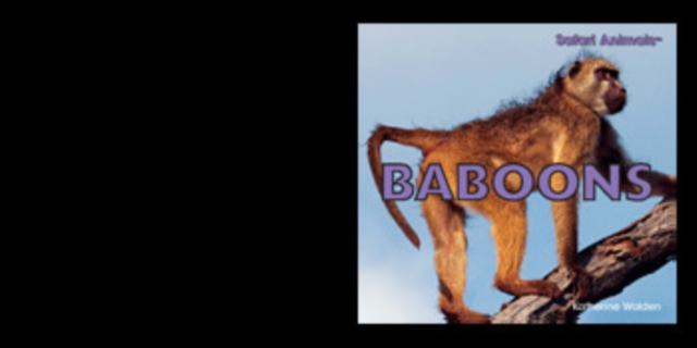 Baboons