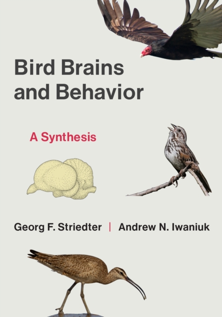 Bird Brains and Behavior
