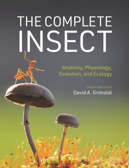 Complete Insect