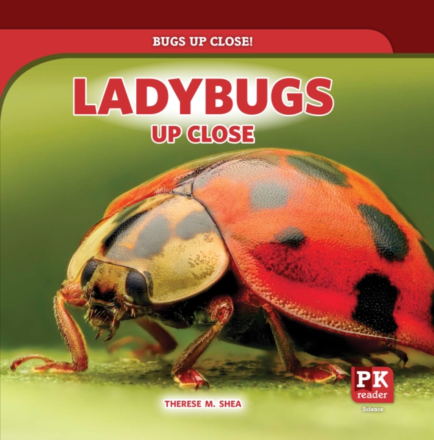 Ladybugs Up Close