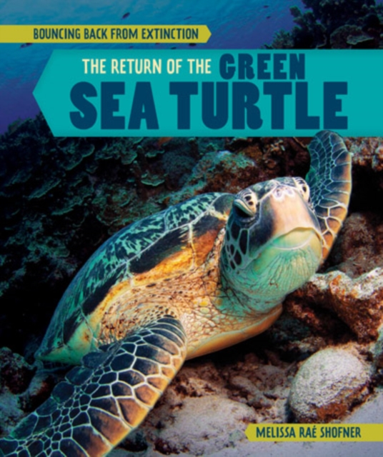 Return of the Green Sea Turtle