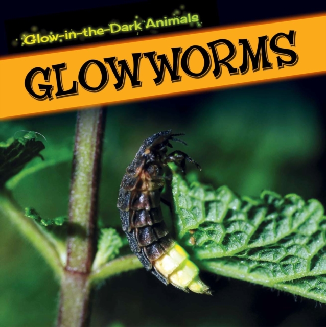 Glowworms
