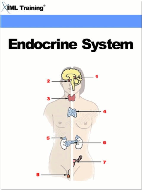 Endocrine System (Human Body)