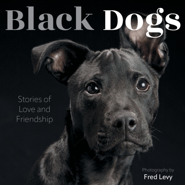 Black Dogs