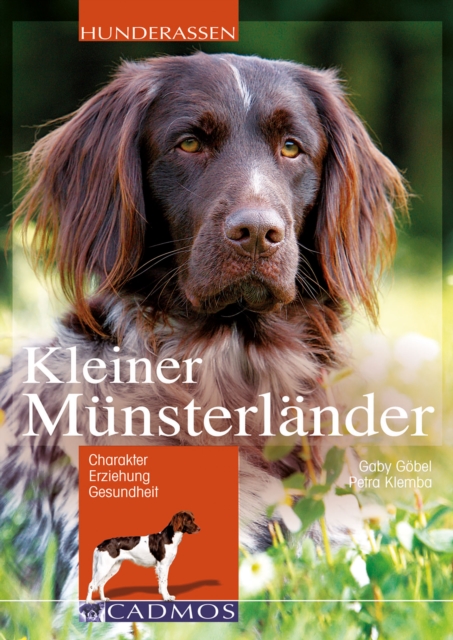 Kleiner Münsterländer