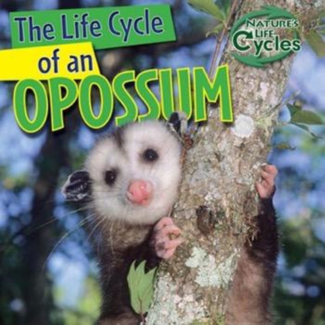 Life Cycle of an Opossum