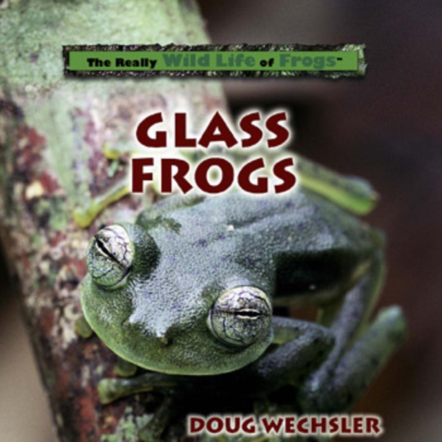 Glass Frogs