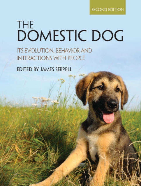 Domestic Dog