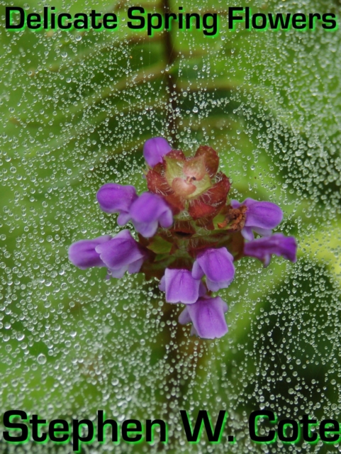 Delicate Spring Flowers