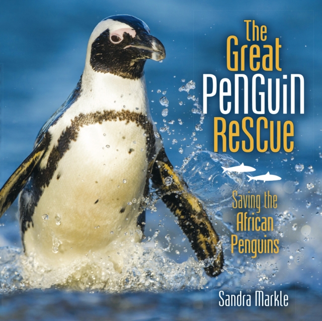 Great Penguin Rescue