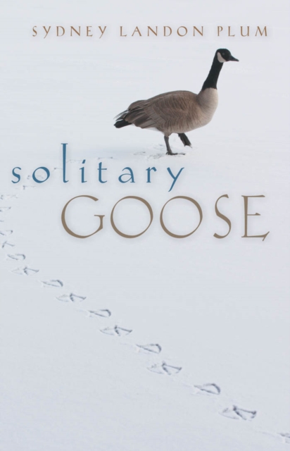 Solitary Goose