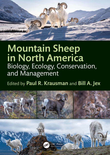 Mountain Sheep in North America
