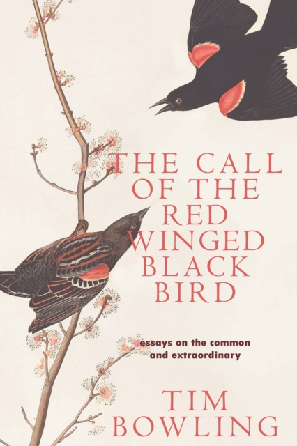 Call of the Red-Winged Blackbird