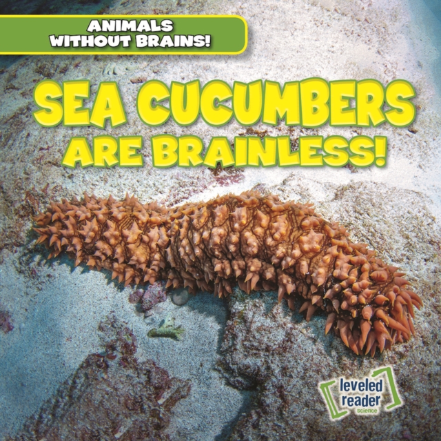 Sea Cucumbers Are Brainless!