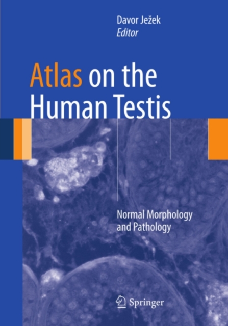 Atlas on the Human Testis