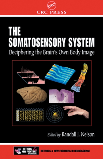 Somatosensory System