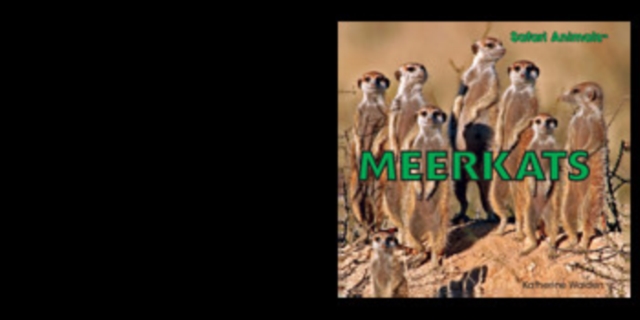 Meerkats