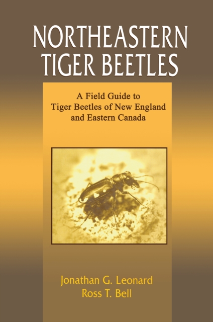 Northeastern Tiger Beetles